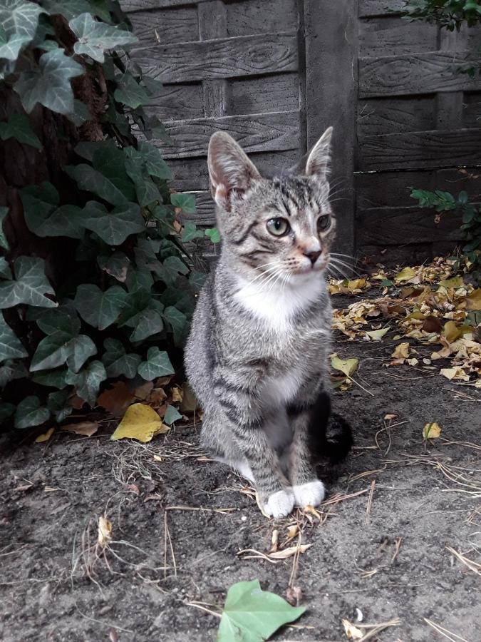 Ostoja Slesin Villa Luaran gambar